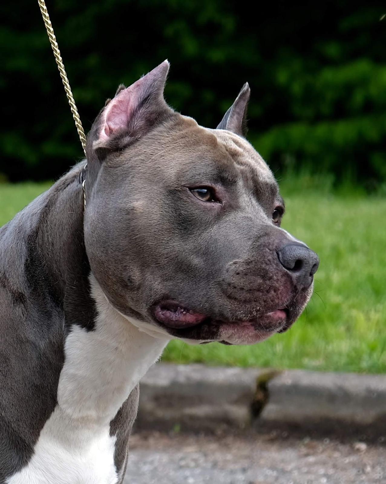 Dark Devil Blue Power