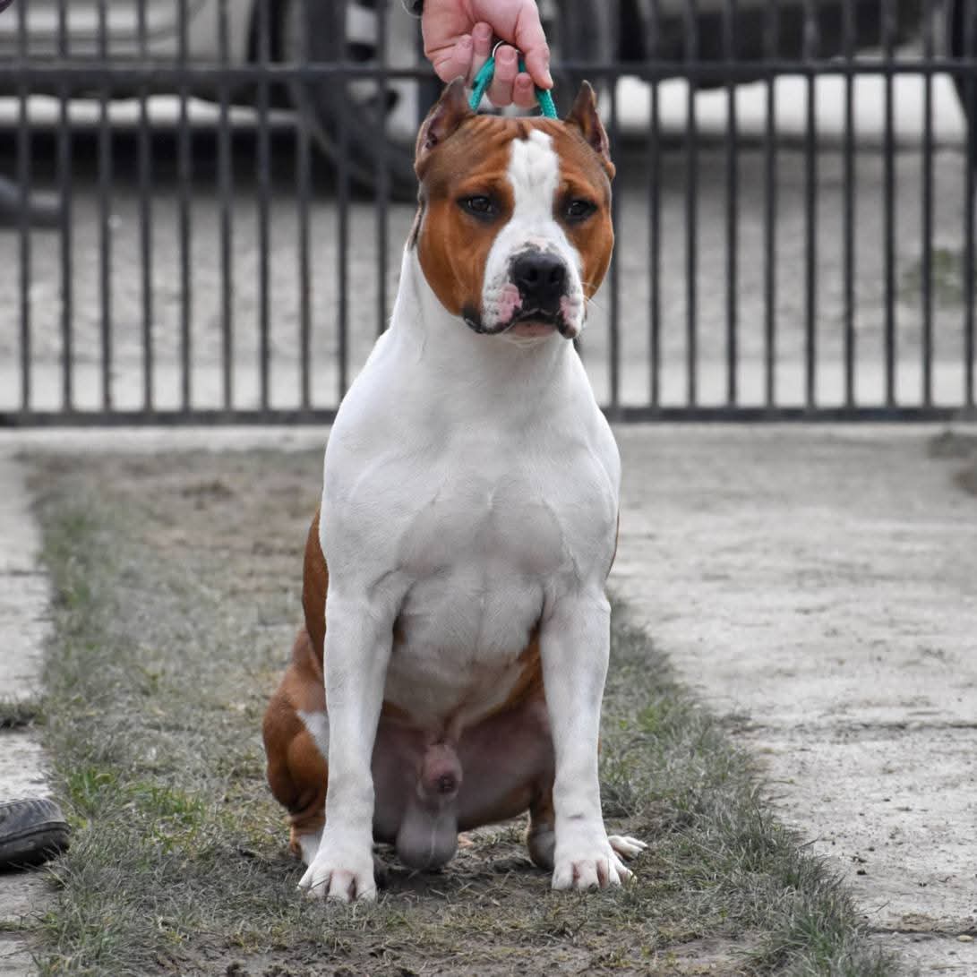 Rebel and Proud Lbk’s Pain and Gain náhled 2