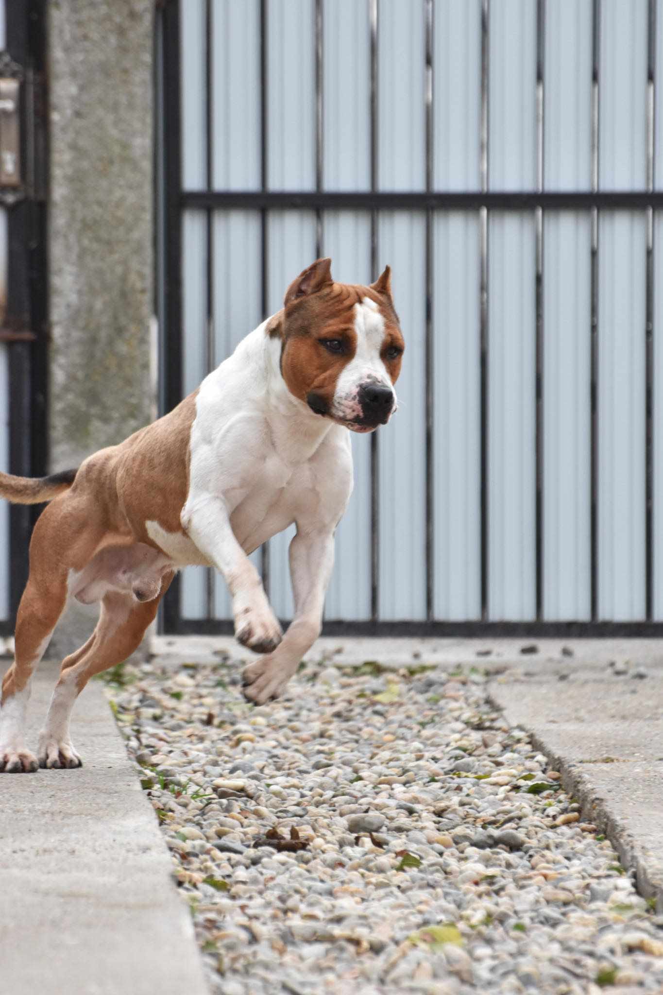 Rebel and Proud Lbk’s Pain and Gain náhled 3