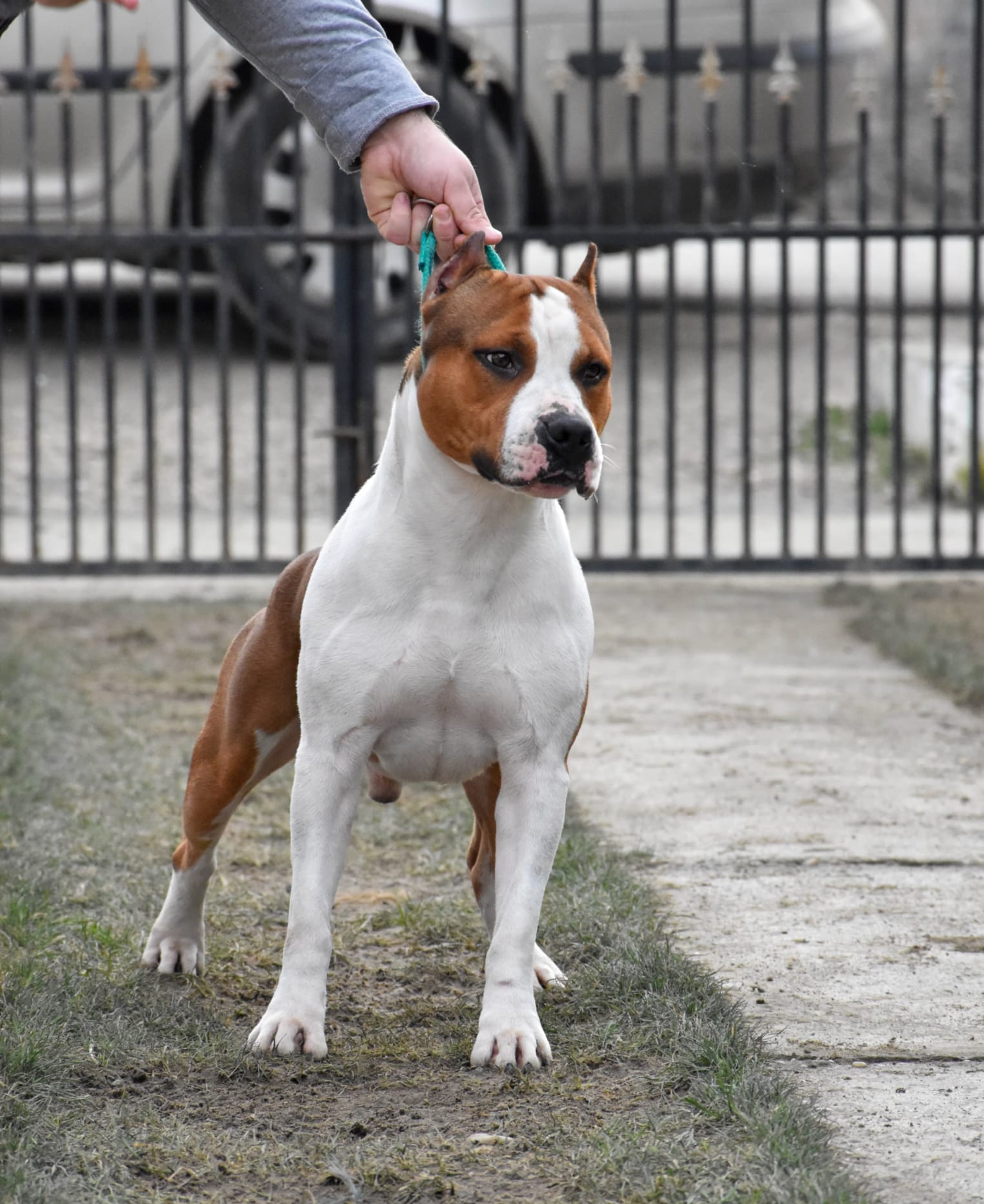 Rebel and Proud Lbk’s Pain and Gain náhled 4