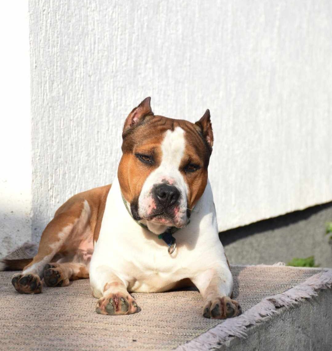 Rebel and Proud Lbk’s Pain and Gain náhled 5