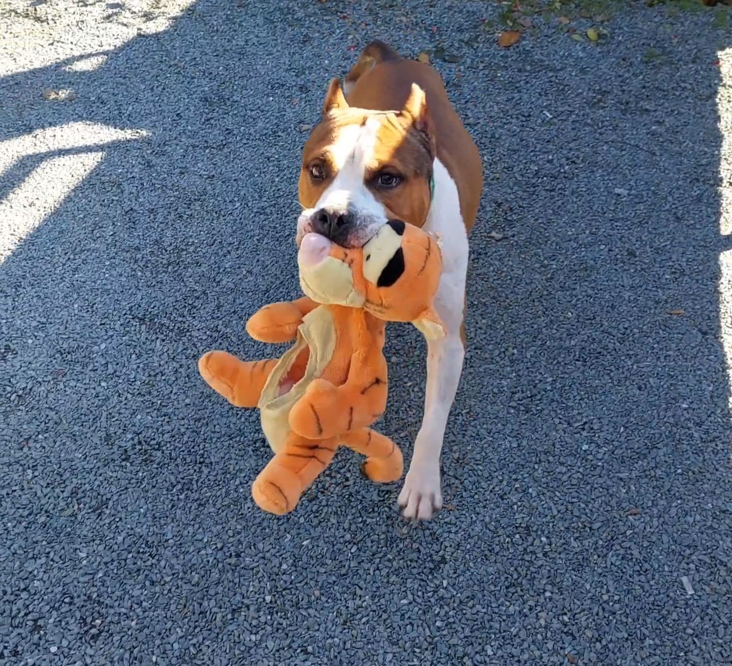 Rebel and Proud Lbk’s Pain and Gain náhled 6