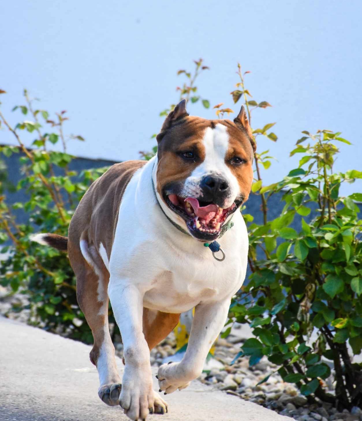 Rebel and Proud Lbk’s Pain and Gain náhled 7