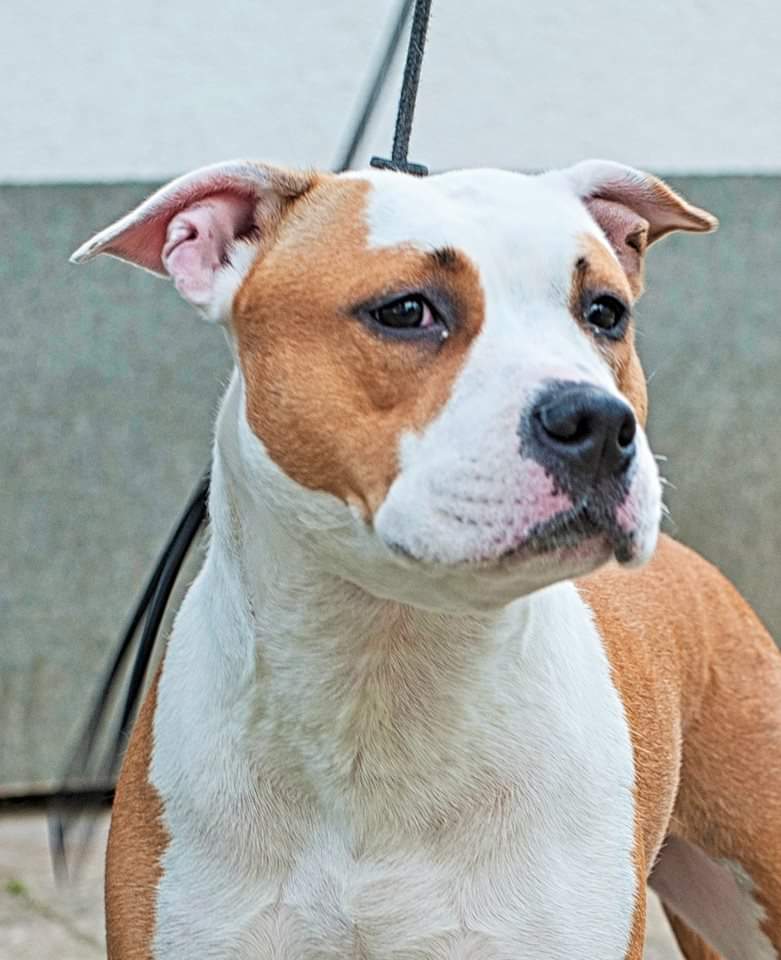 ✝ Red Head Myron Ferrari