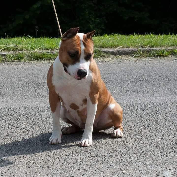 ✝ Denvers Elite Lakis Pride Destiny