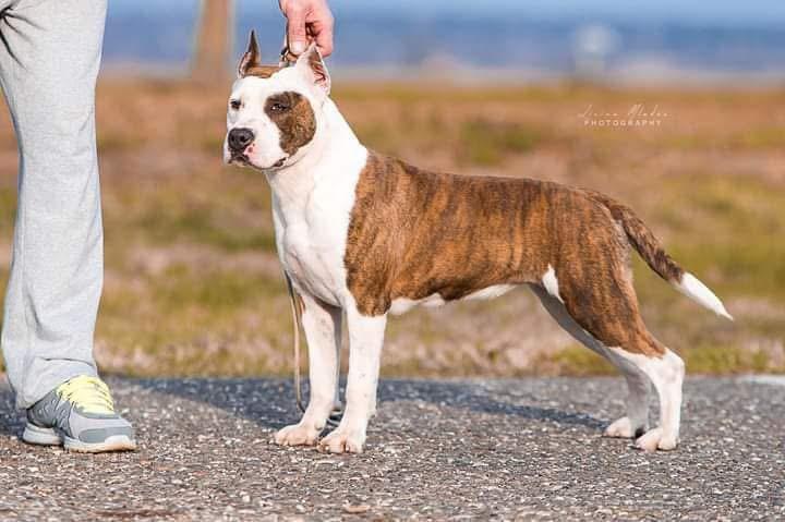 CH Mystic Staff LOLYPOP