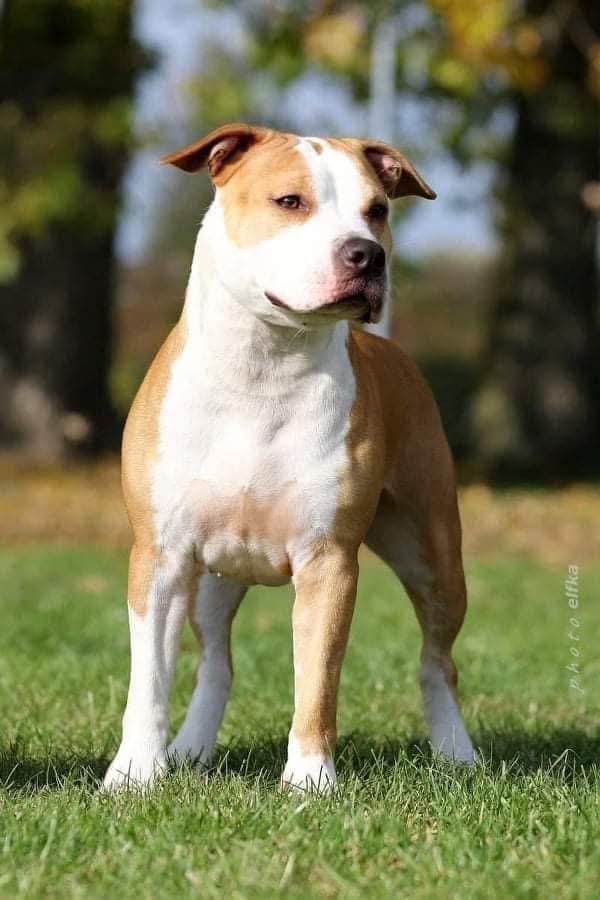 Roxy Roxana From Dethroner