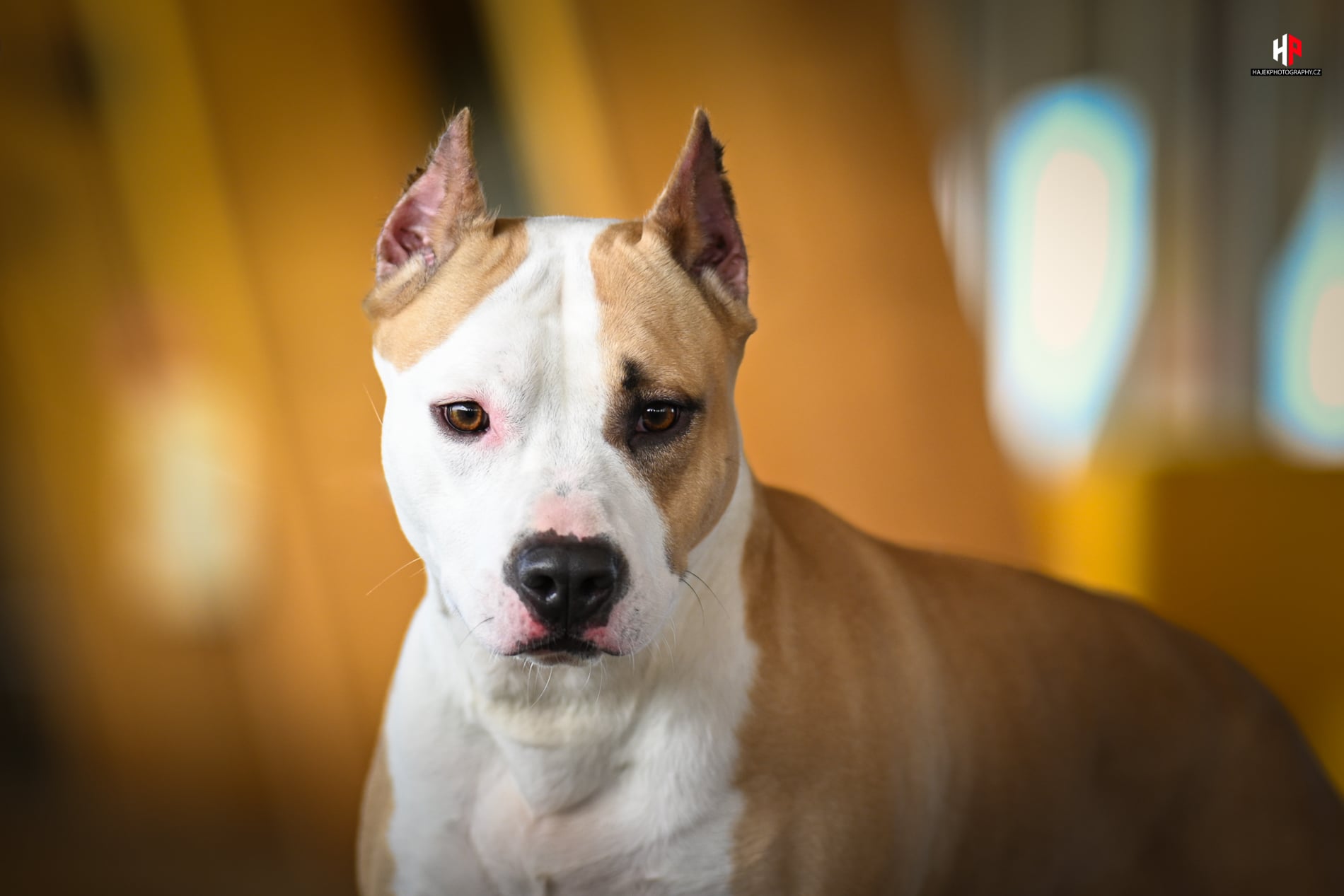 Fena: JCH LBK’s Rebel and Proud Risk Taker
